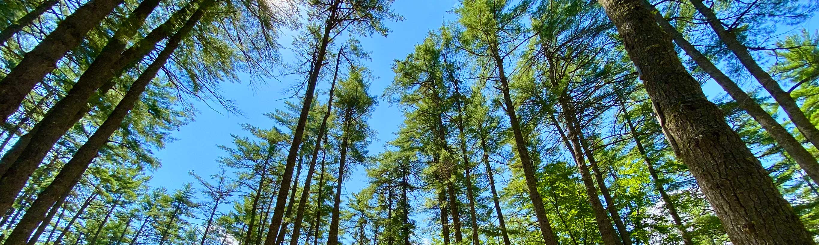 Blue sky and light shine through the tops of trees at Camp Walden.